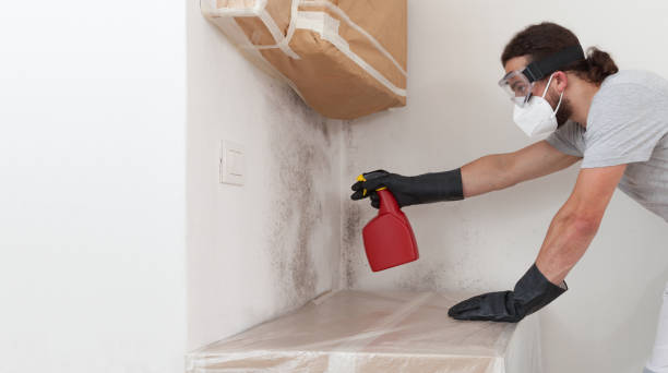 Basement Mold Remediation treatment on basement walls in Wayne